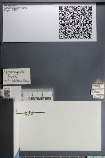 Media type: image;   Entomology 576295